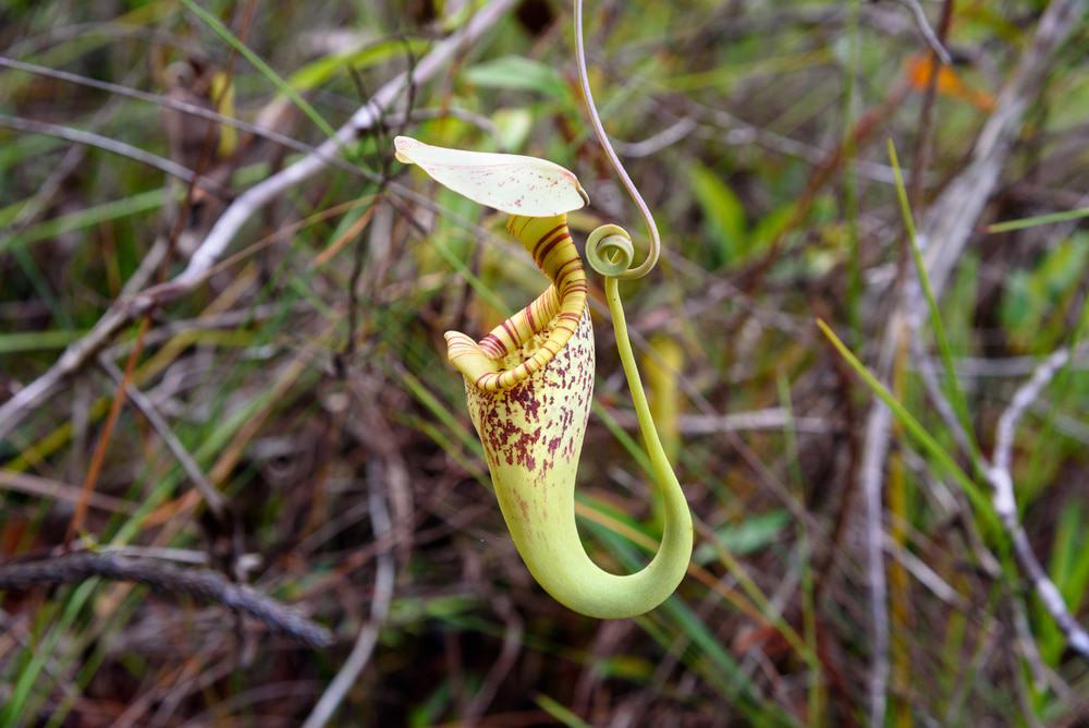 Pitcher Plant