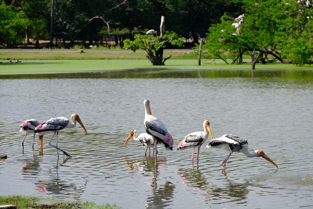 Alabama Gulf Coast Zoo