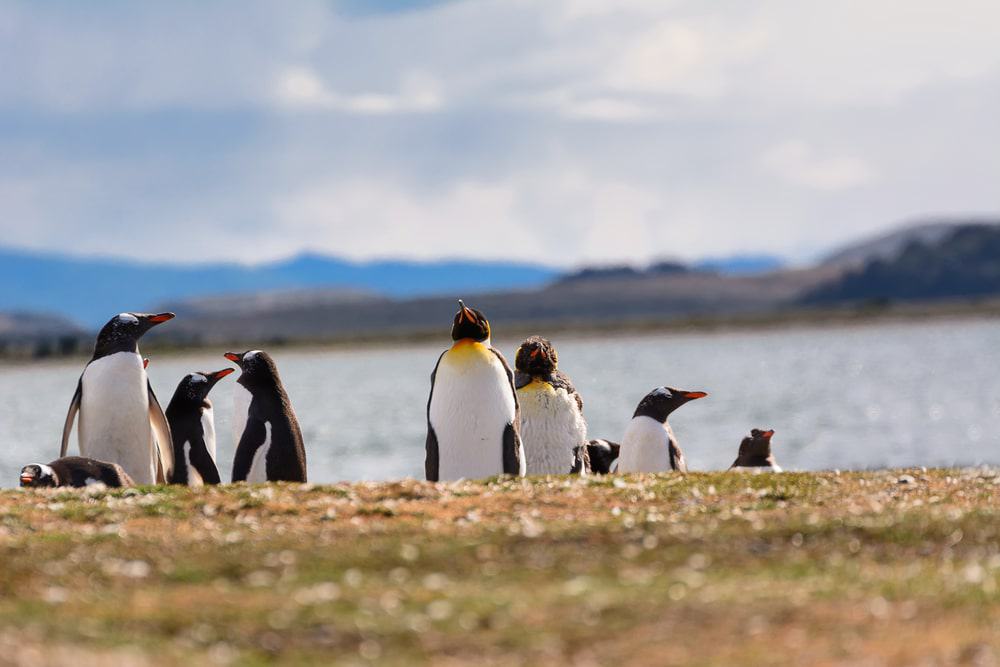 Martillo Island, Argentina