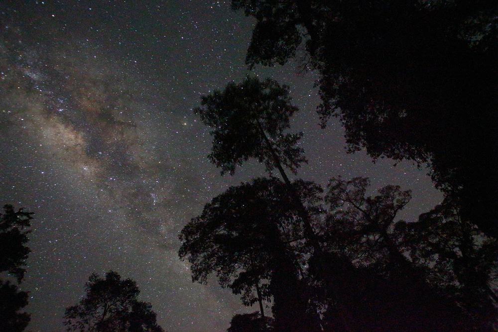 Danum Valley Night