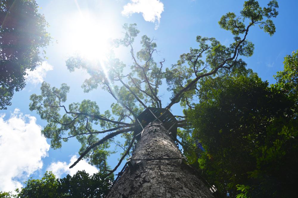 Danum Valley