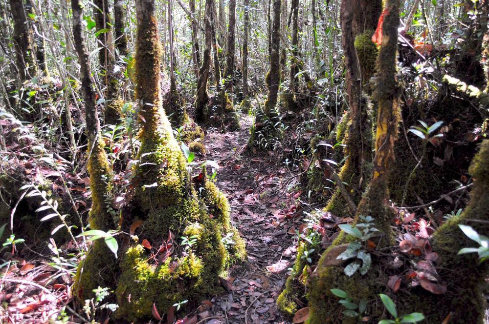 Maliau Basin