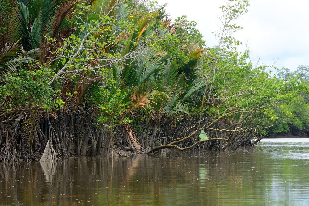 Kuching Wetlands National Park