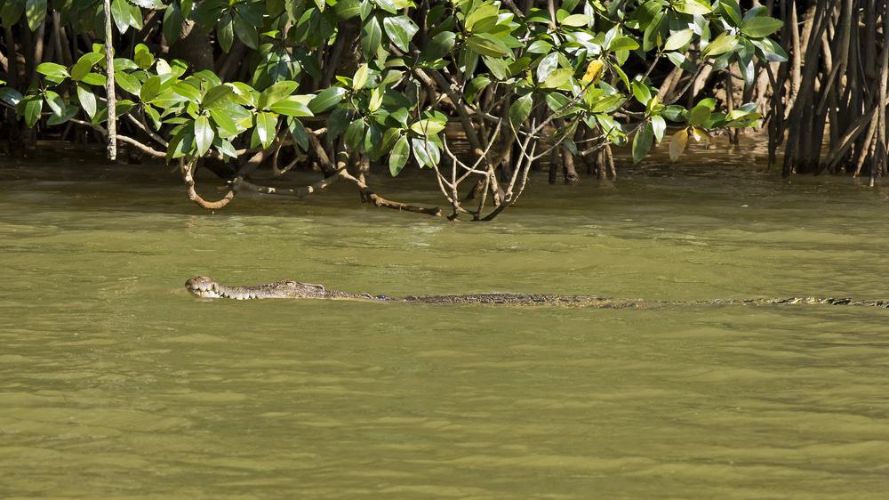 Similajau National Park Crocodile