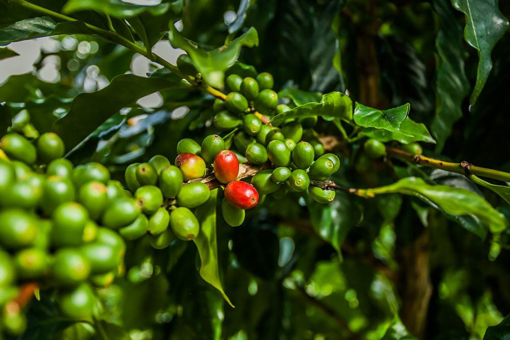Blue Mountain Coffee