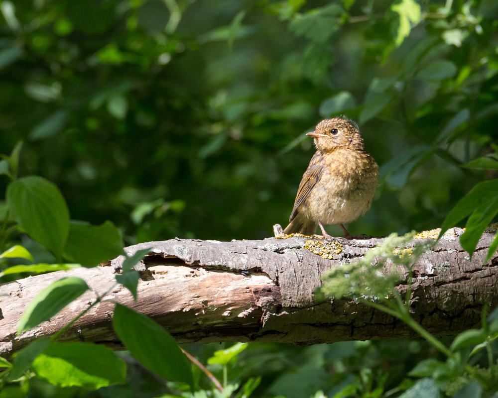 Eastbrookend Country Park