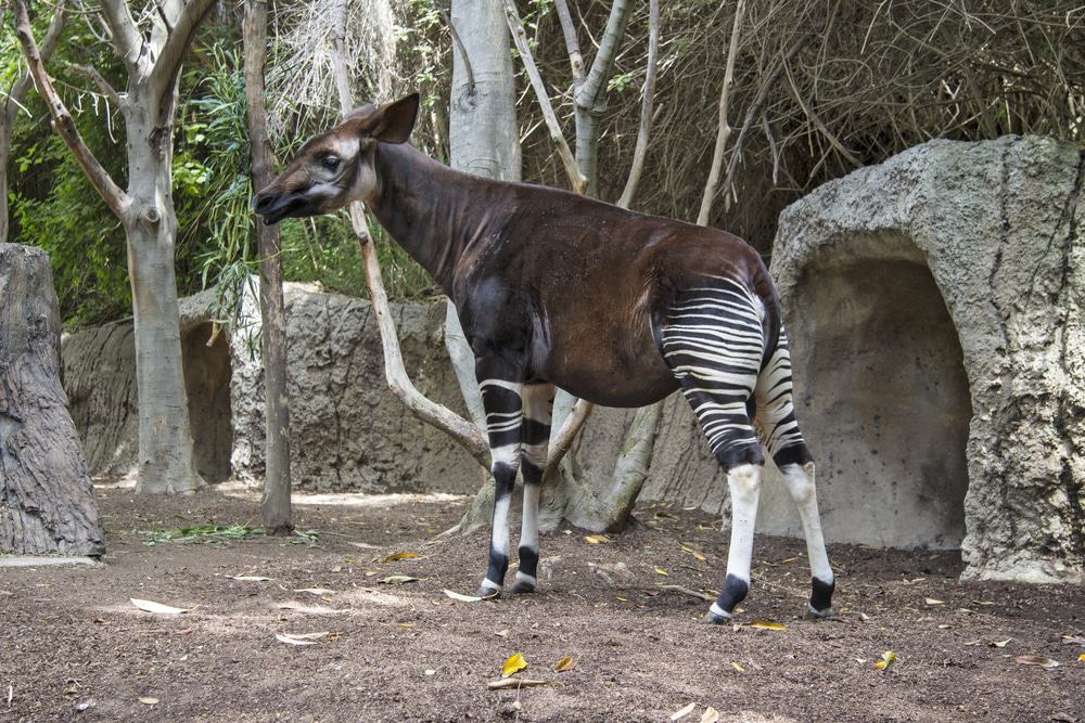 Okapi Wildlife Reserve