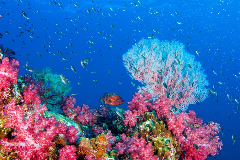 Pangkor Island Coral Reefs