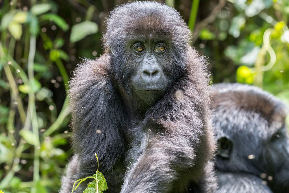 Kahuzi Biega National Park, DRC