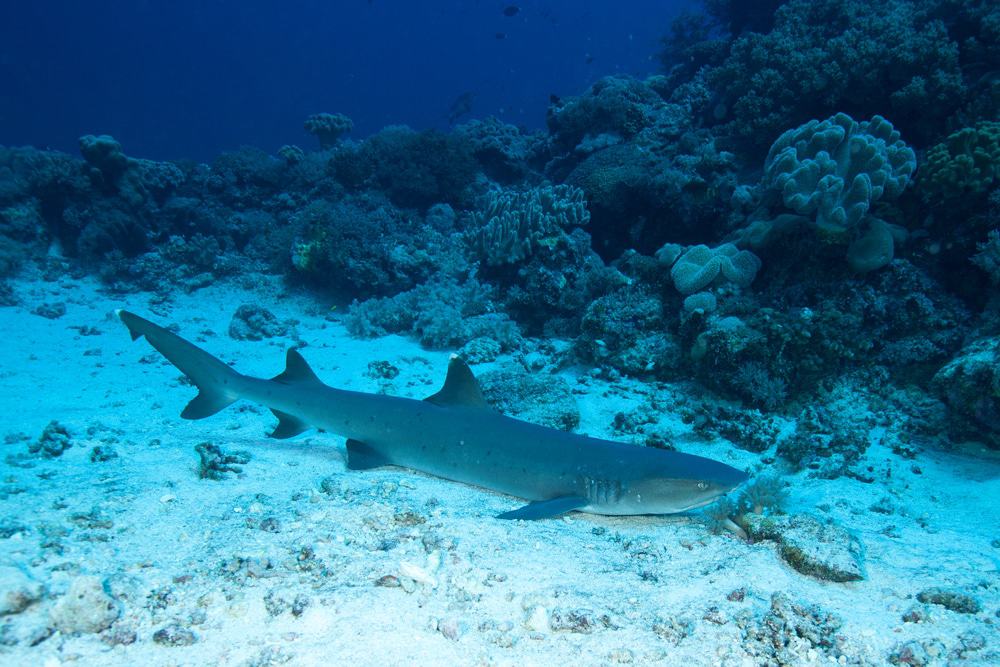 Layang Layang Shark