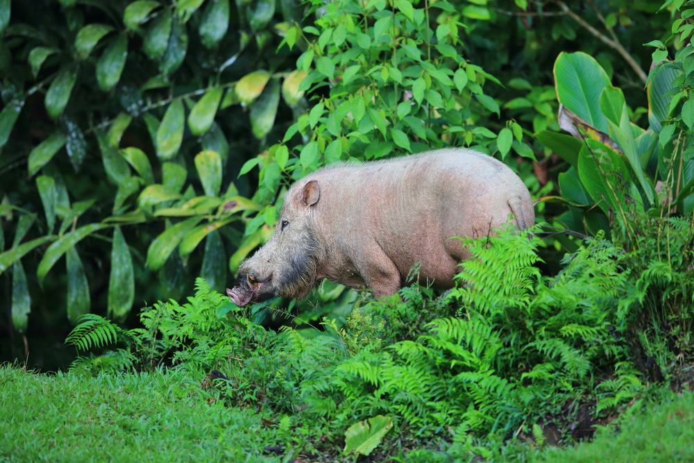 Bearded Pigs Sabah