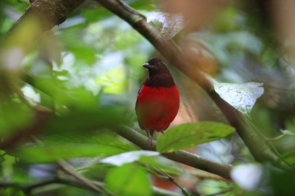 Danum Valley Birds
