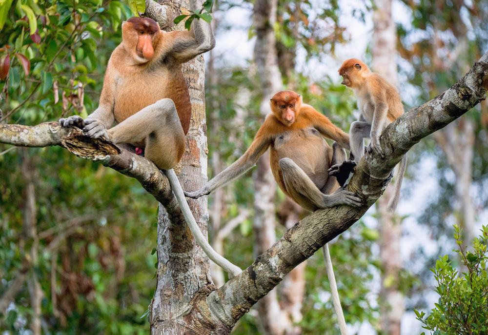 Proboscis Monkey Borneo