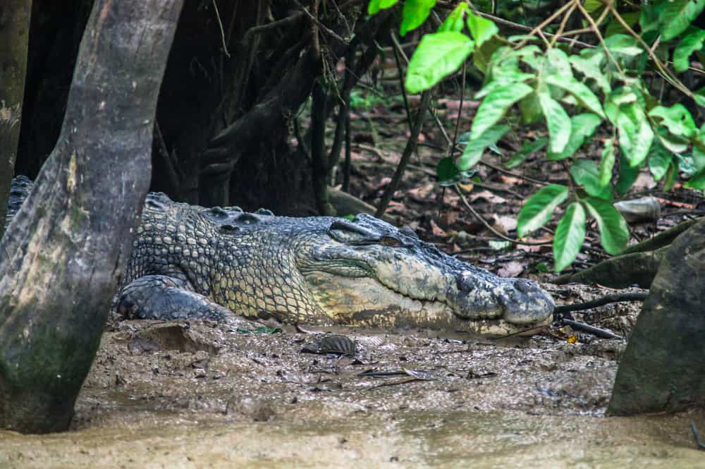 Kinabatangan River Crocodiles