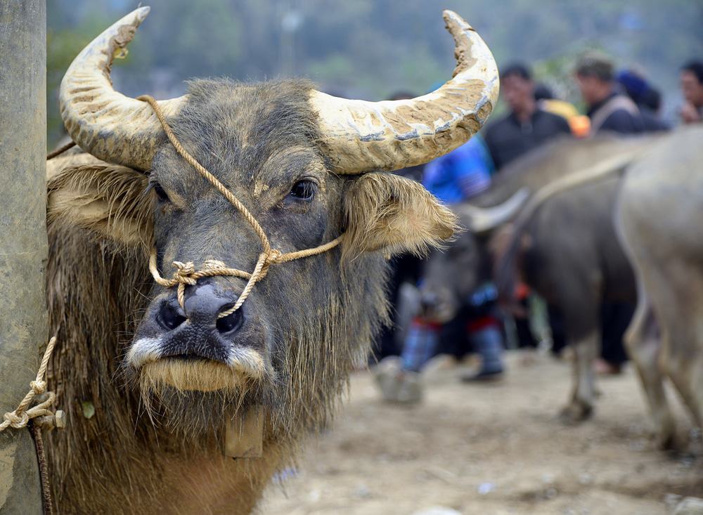 Water Buffalo Market