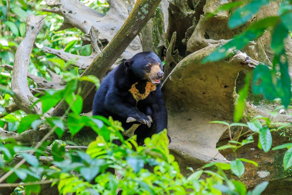 Danum Valley Sun Bear