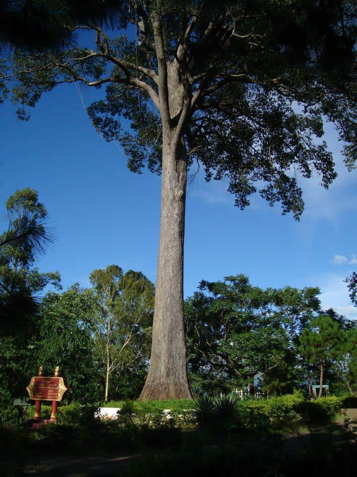 Lone Tree Hill Kengtung