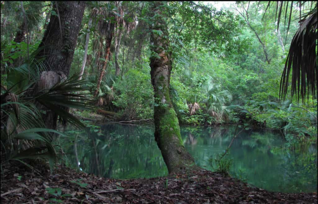 Blackwater Creek, Seminole State Forest