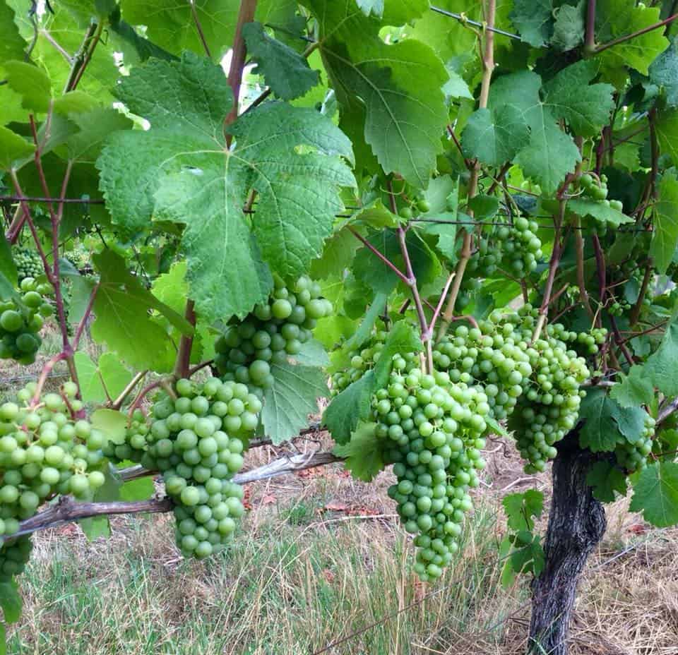 Bothy Vineyard