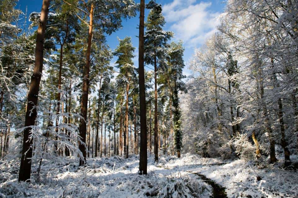 Brede High Woods