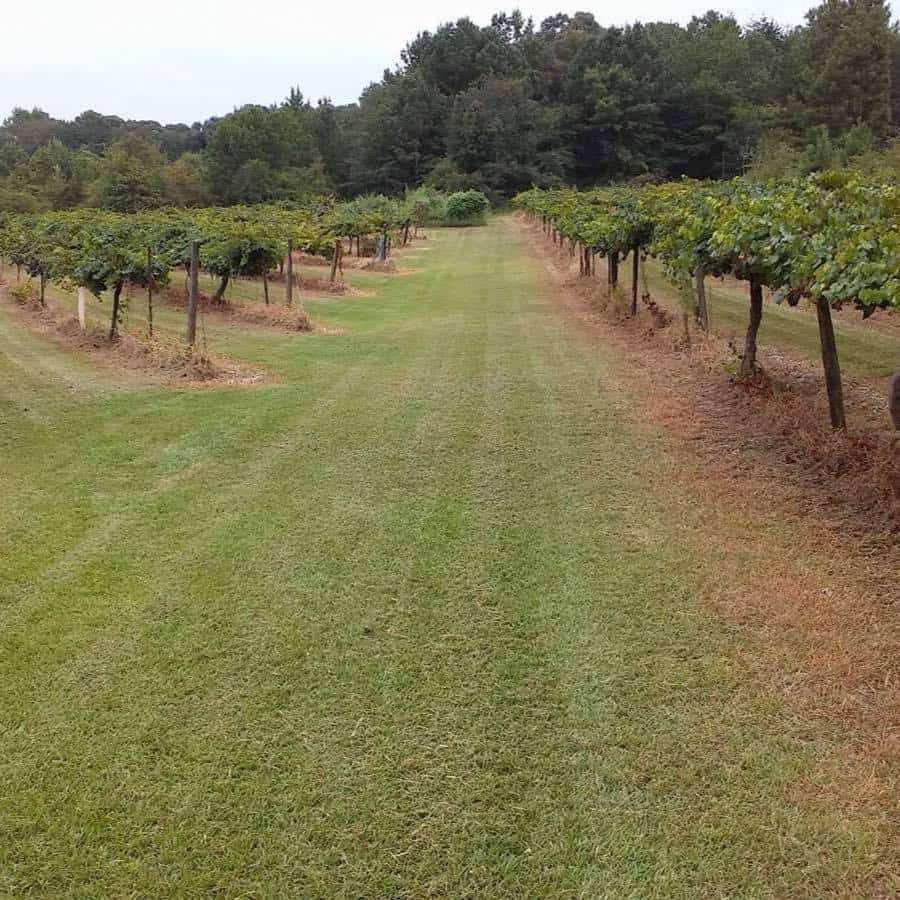 Bryant Vineyard