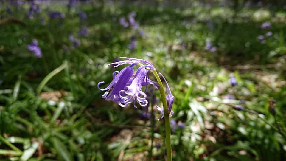 Burbage Common And Woods