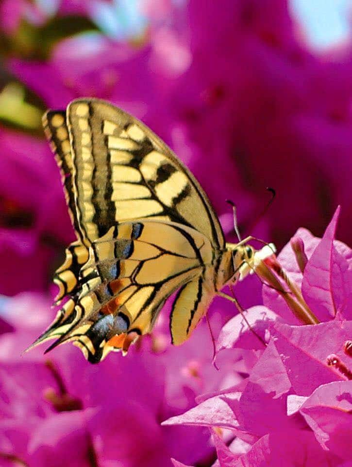 Butterfly Garden At Flamingo Road Nursery