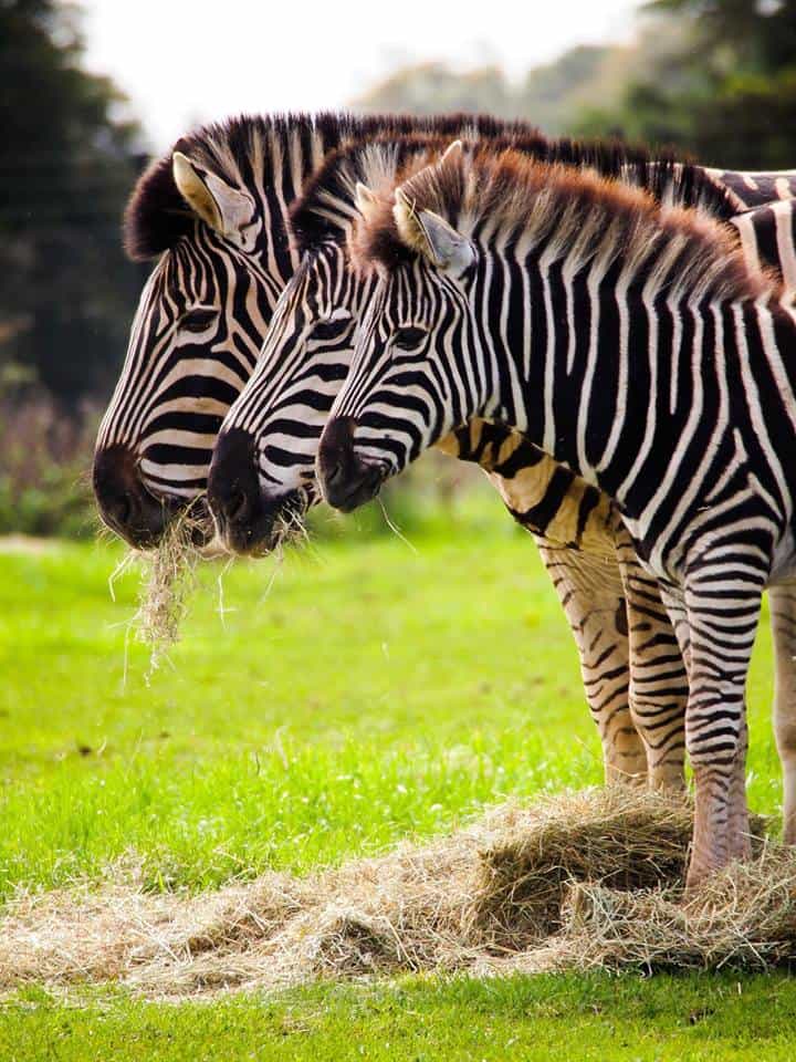 Cotswold Wildlife Park And Gardens