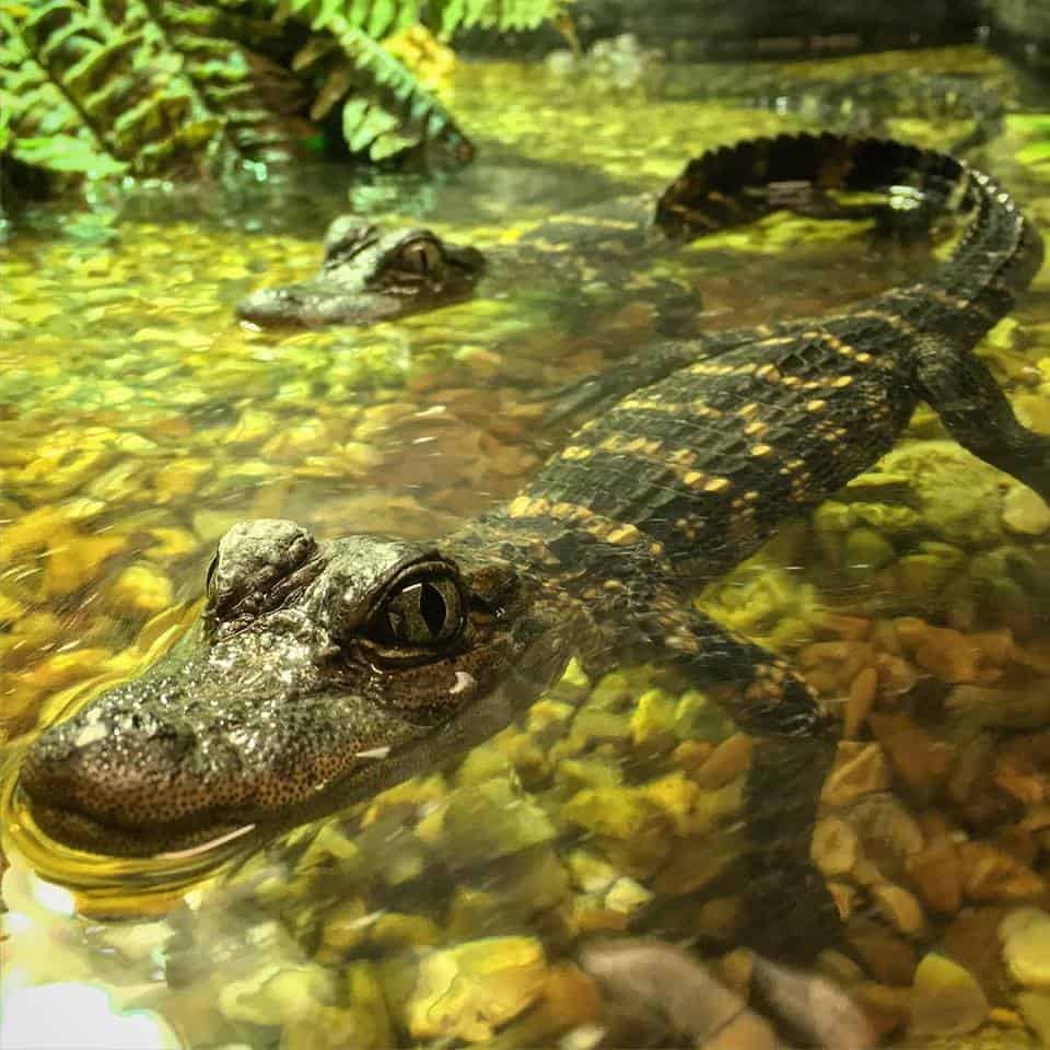 Crocodiles Of The World