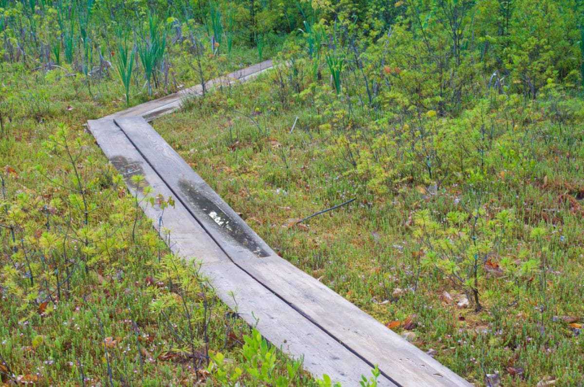 Distant Hill Gardens, Walpole