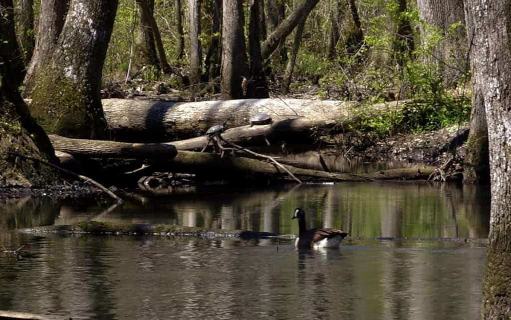 Ebenezer Swamp Ecological Preserve