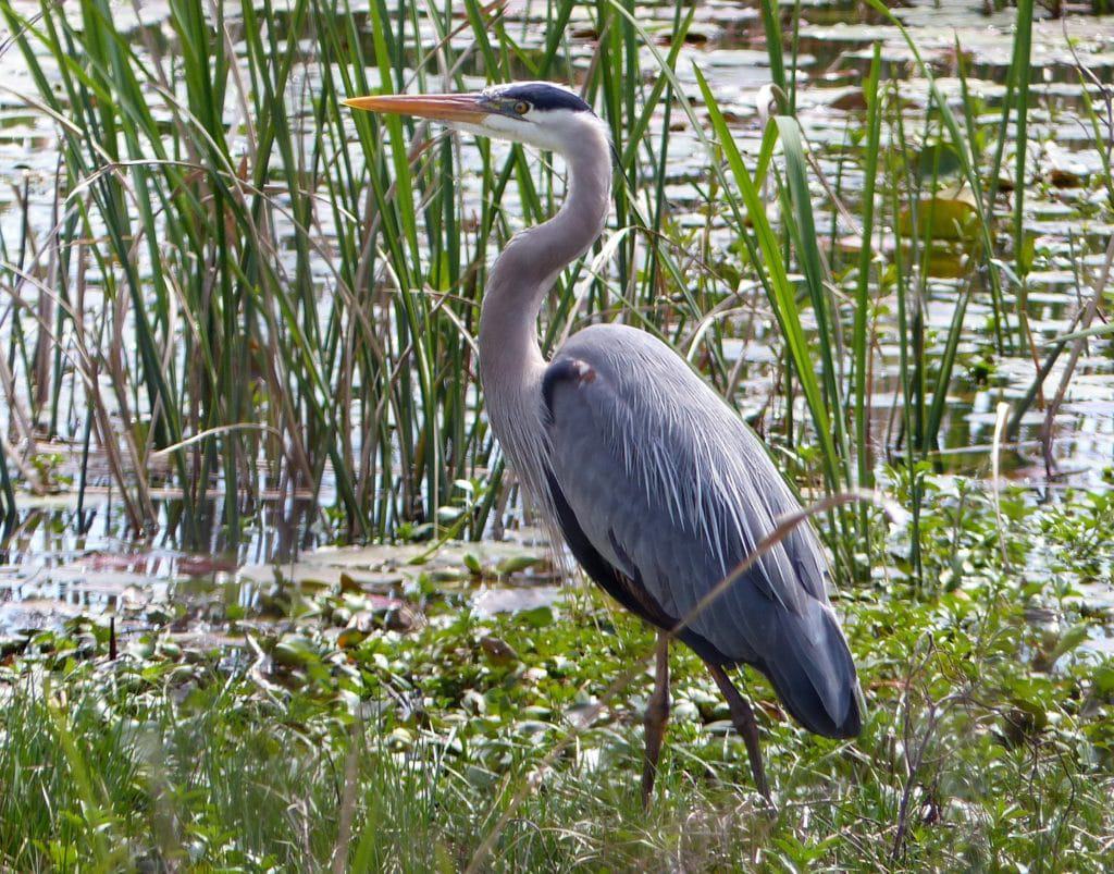Eufaula National Wildlife Refuge