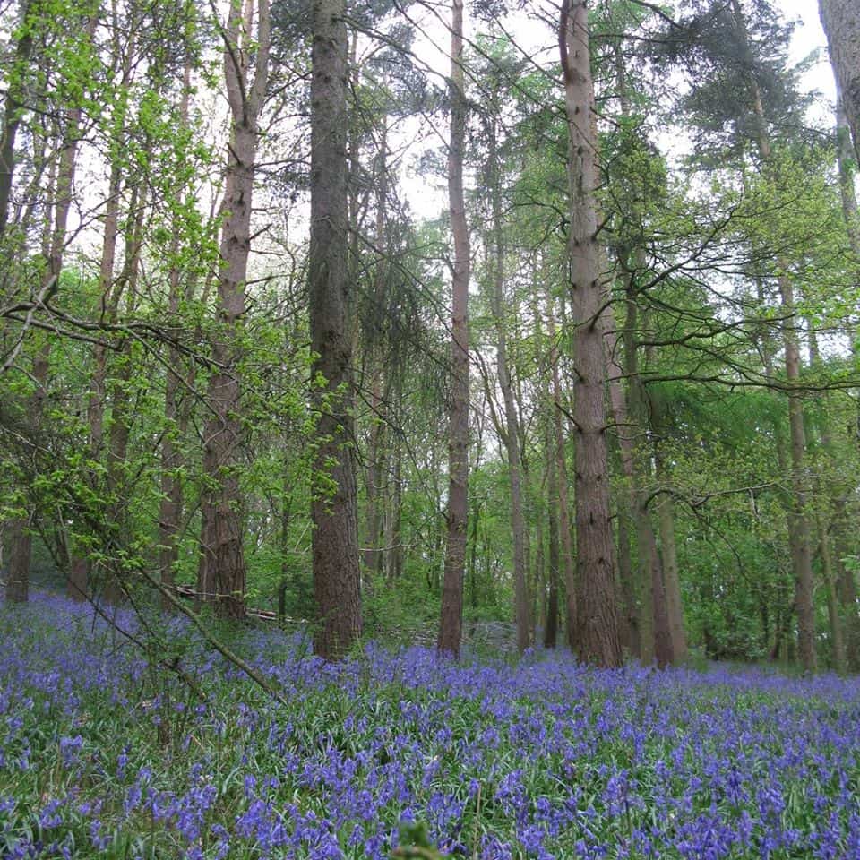 Hartshill Hayes Country Park
