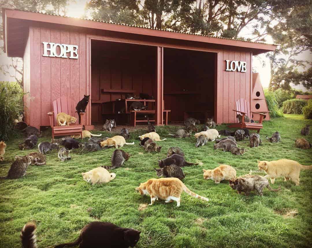 Lanai Cat Sanctuary, Lanai