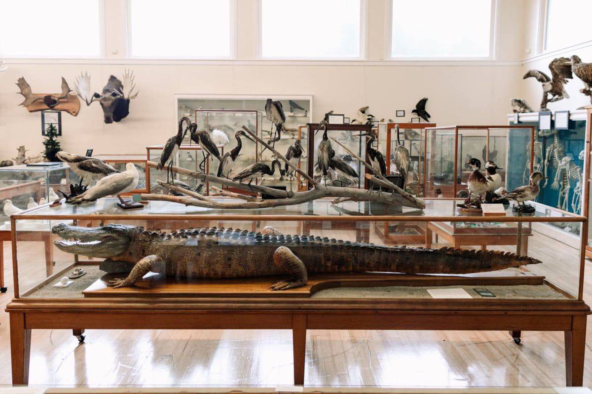 Libby Museum, Wolfeboro