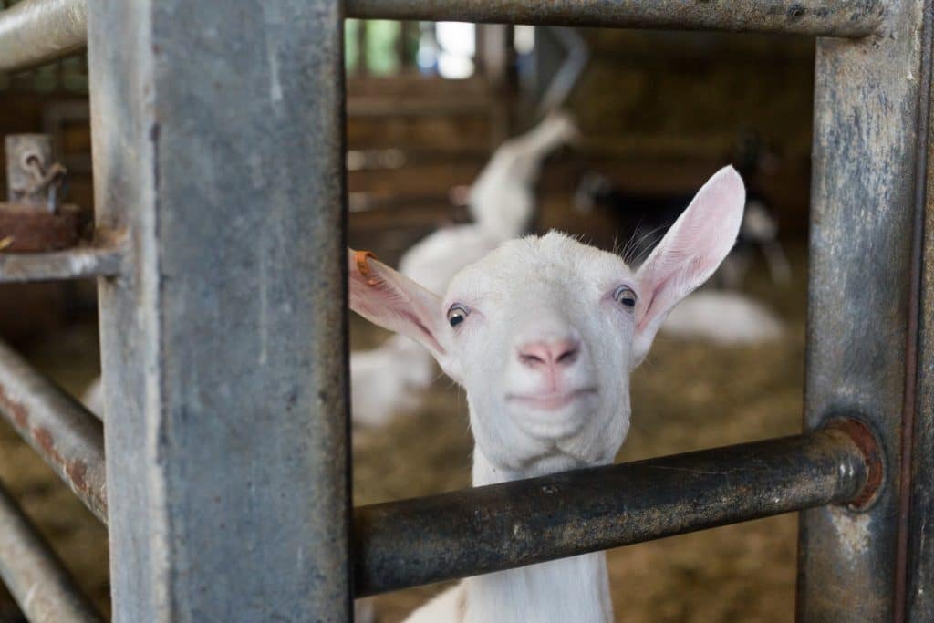 Longdown Activity Farm
