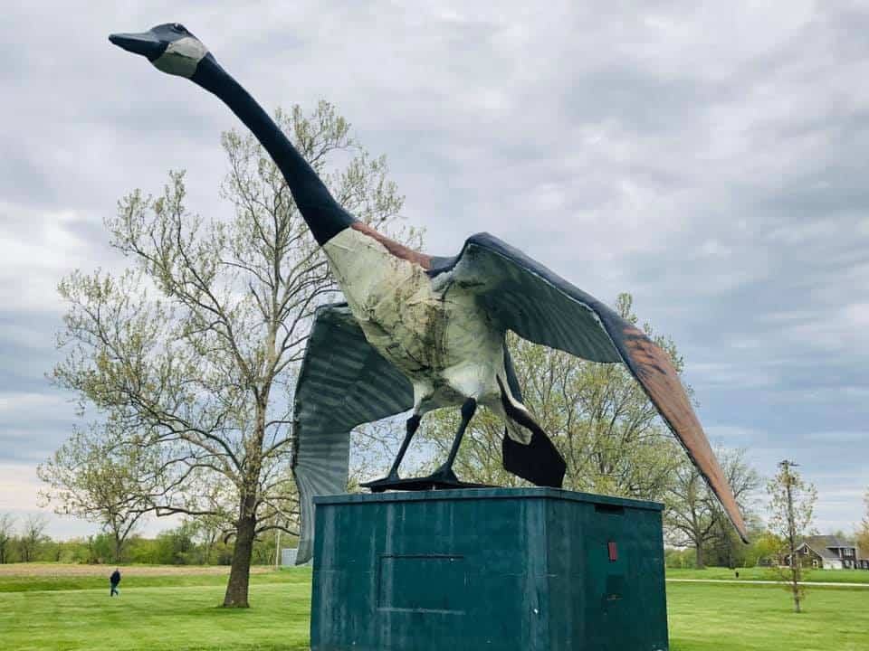 Maxie, The World's Largest Goose Sumner