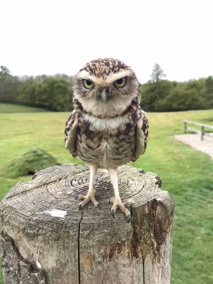 National Centre For Birds Of Prey