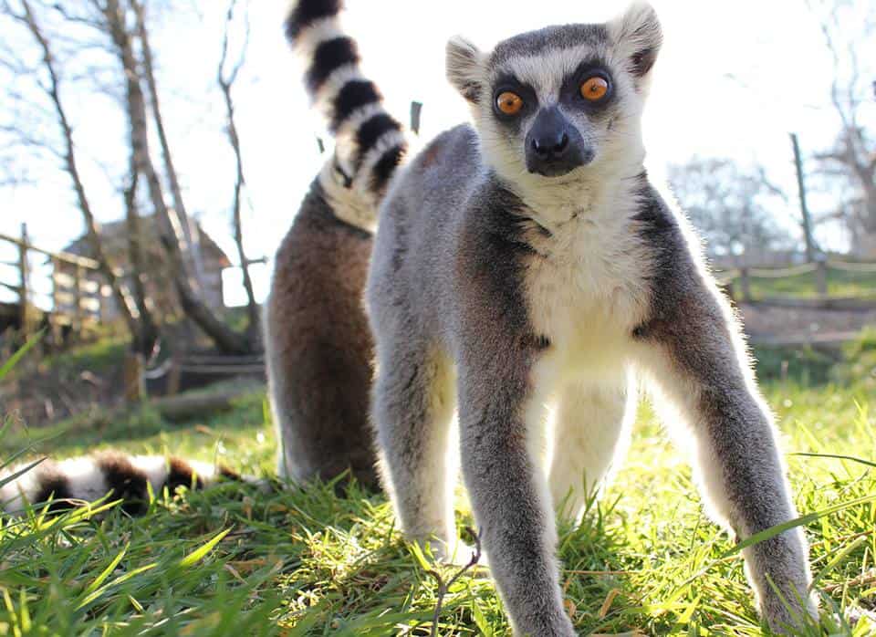 Northumberland Country Zoo