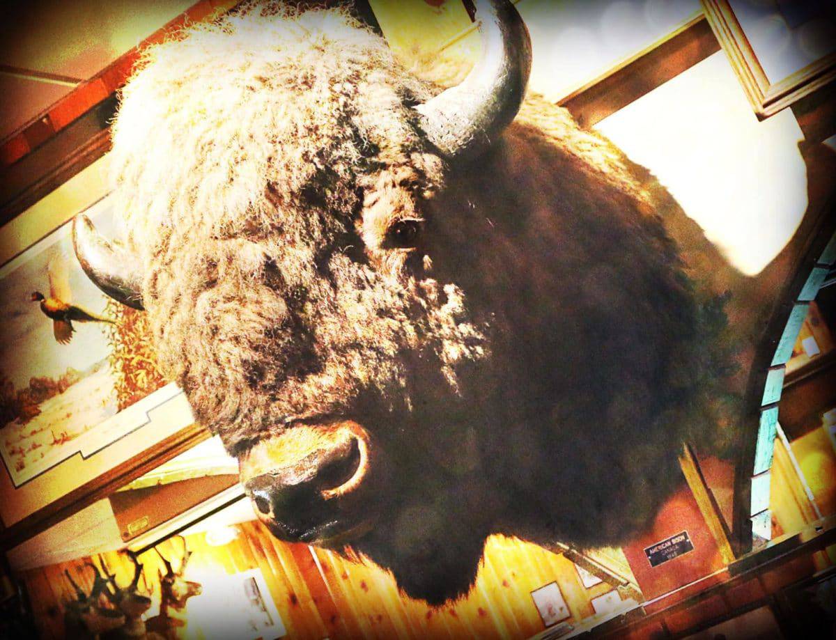 Ole's Big Game Steakhouse And Lounge, Paxton