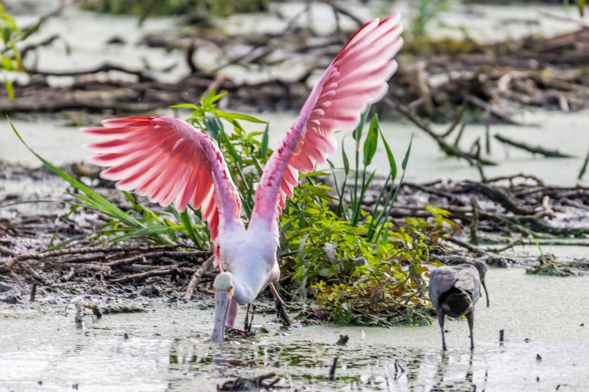 Peaceful Waters Sanctuary, Wellington