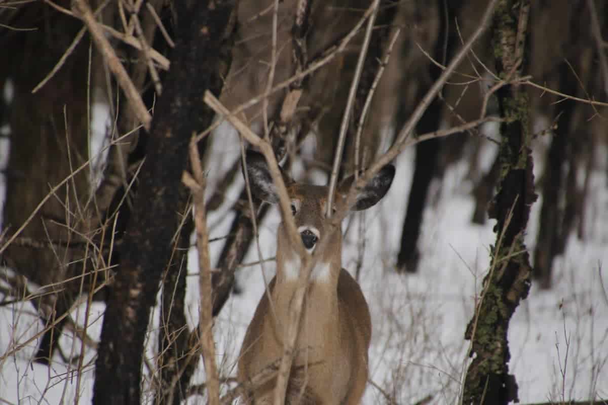 Pointe-aux-Prairies Nature Park