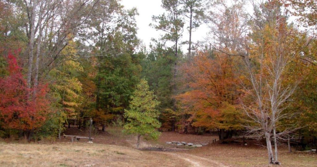 Russell Forest Trails