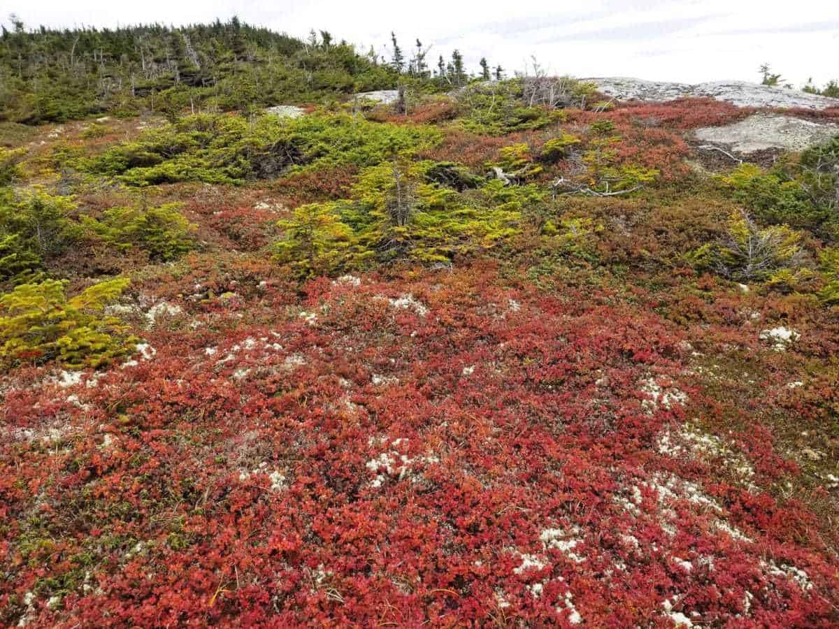 Shelburne Moriah Mountain, Shelburne