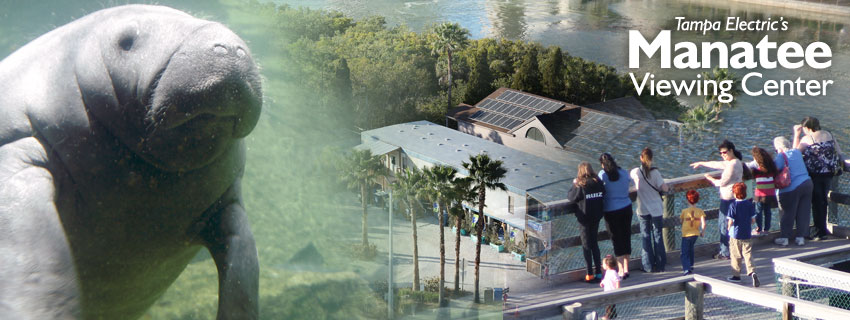 Tampa Electric's Manatee Viewing Center