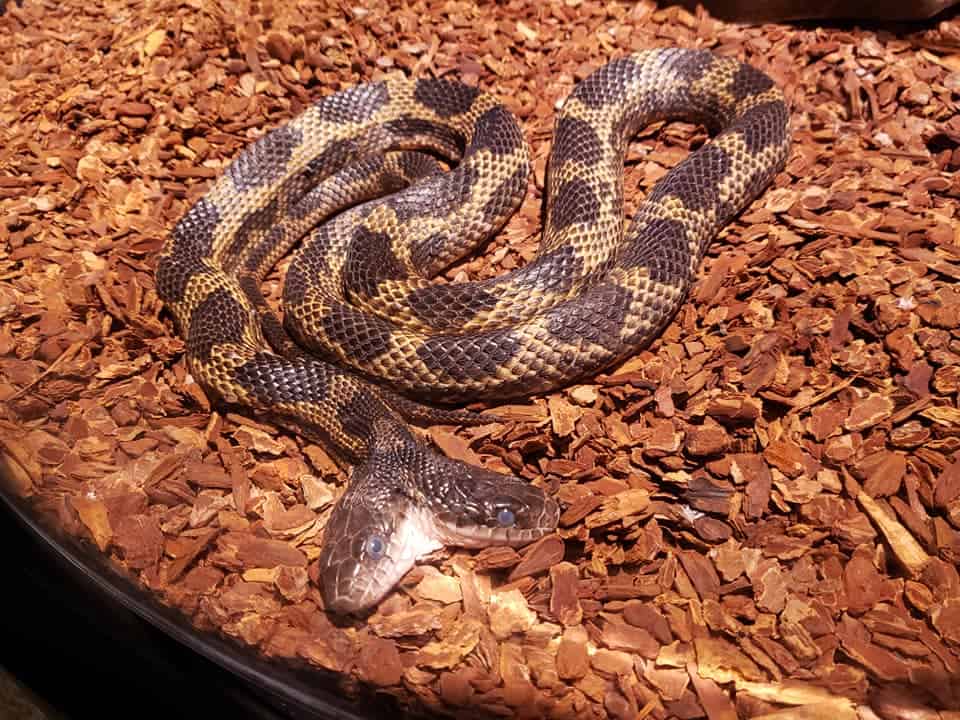 The Two-Headed Snake At Mississippi Museum Of Natural Science Jackson
