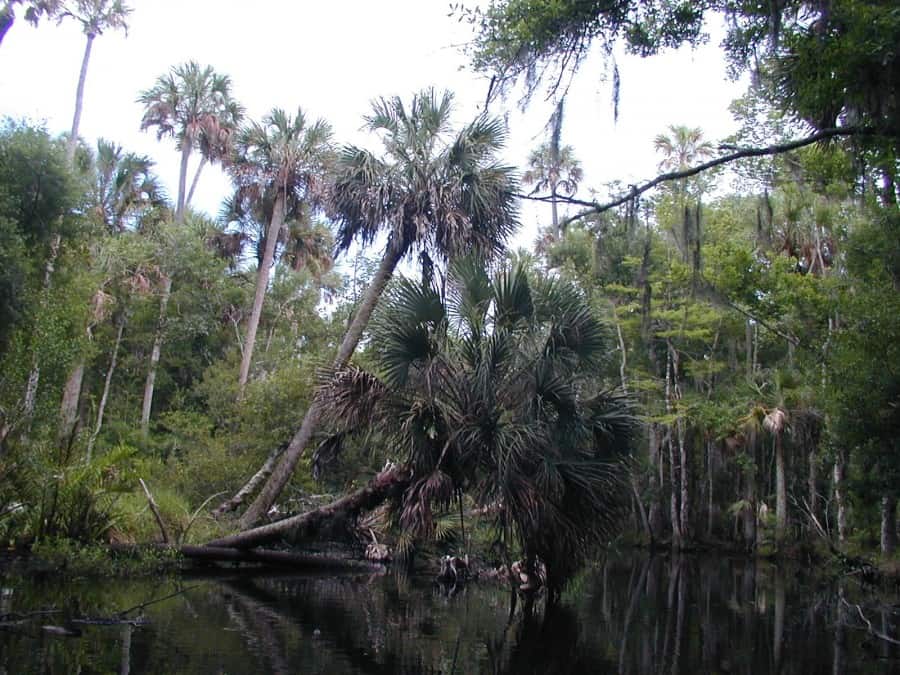 Tomoka Marsh State Aquatic Preserve
