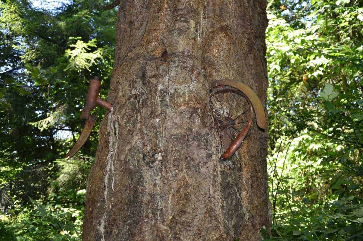 Vashon Island Bike Tree Vashon