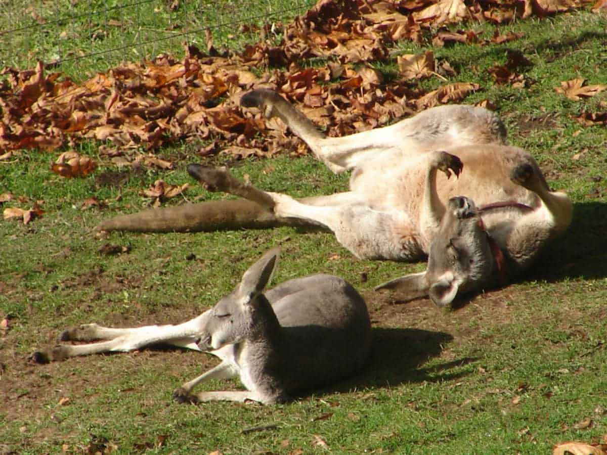 Wallaby Ranch Fall City