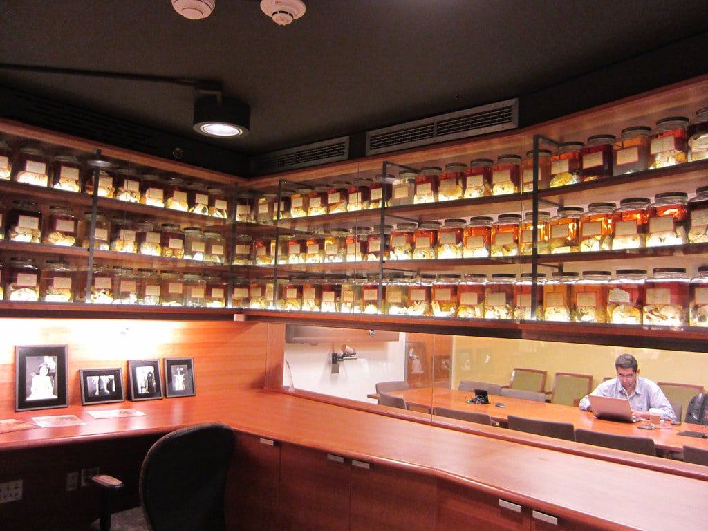 Cushing Brain Collection, New Haven